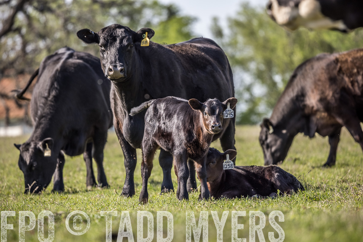 TMyers_44Farms_Cameron_March2021-4310