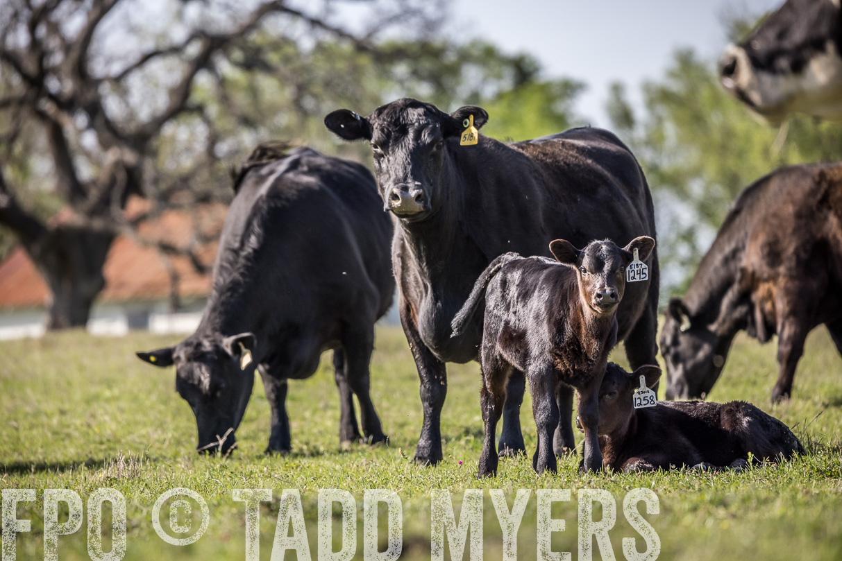 TMyers_44Farms_Cameron_March2021-4313