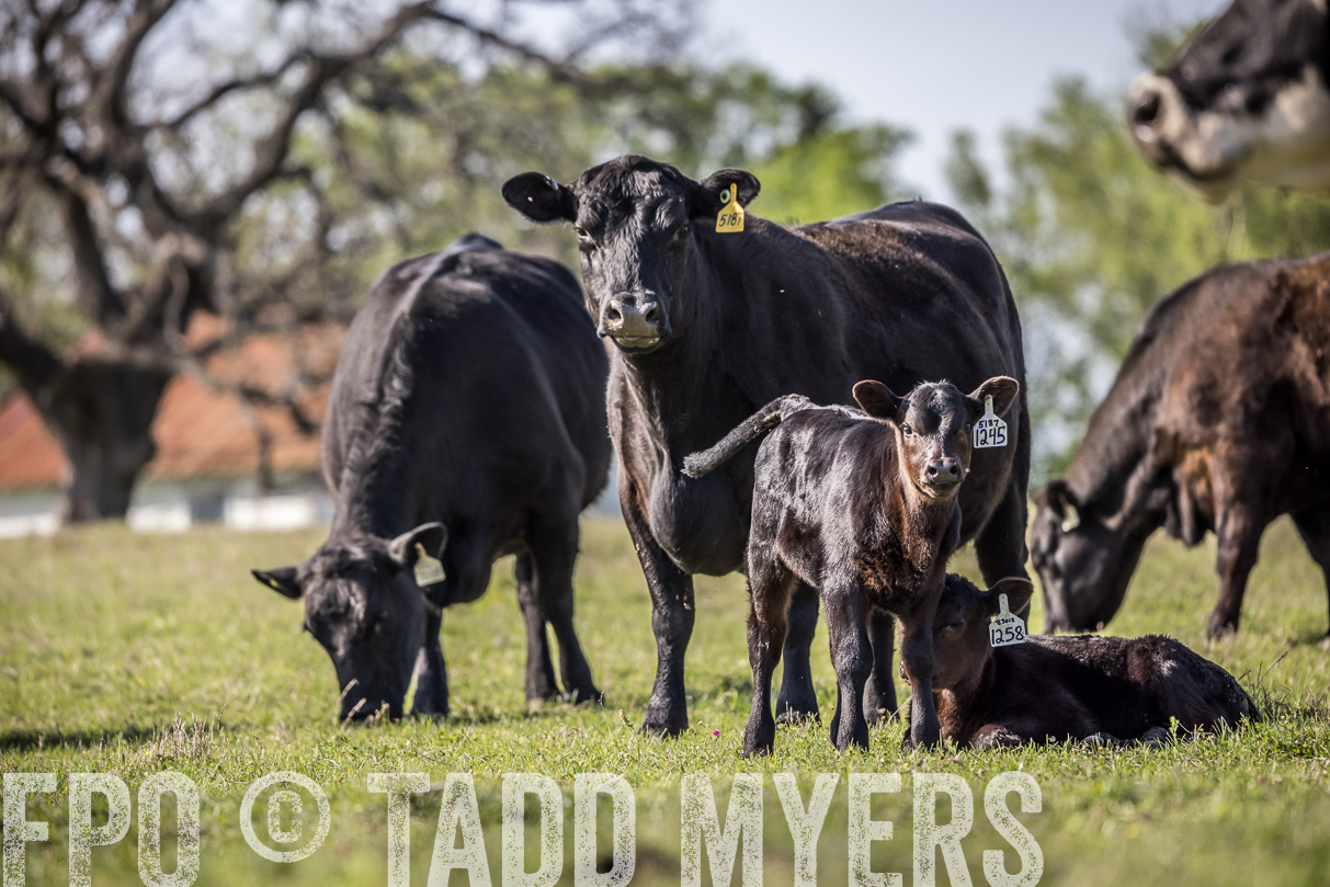 TMyers_44Farms_Cameron_March2021-4315