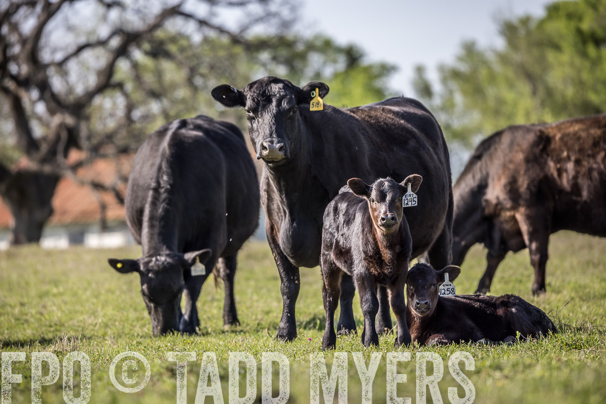 TMyers_44Farms_Cameron_March2021-4319