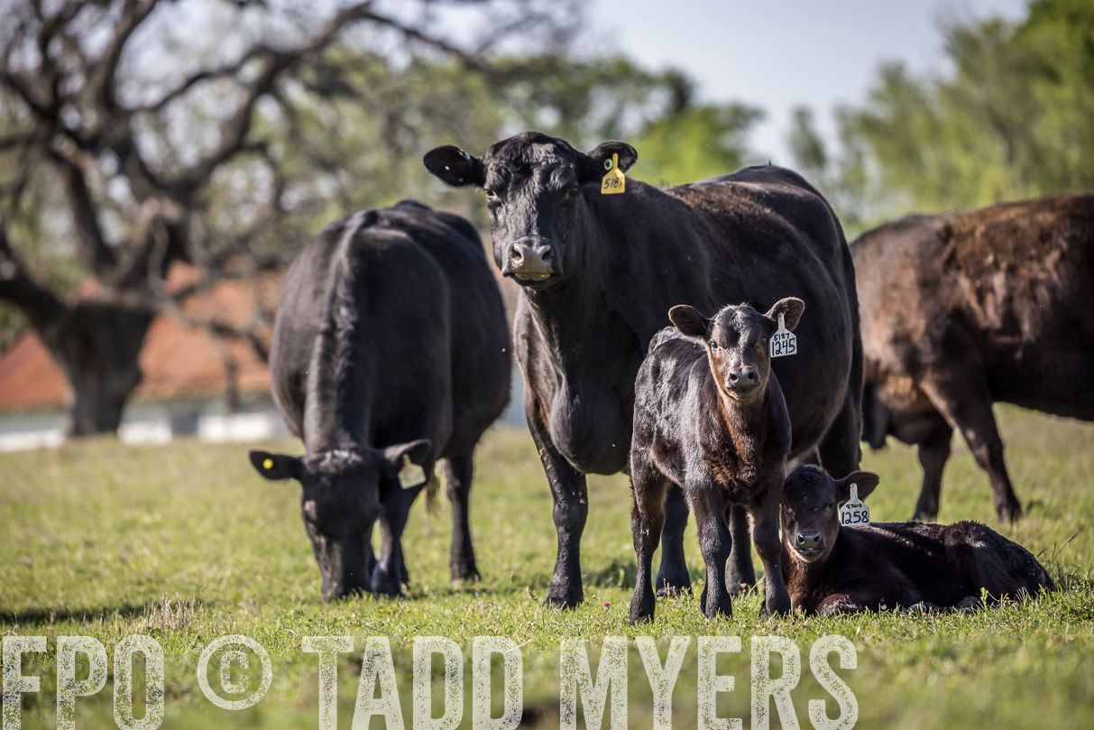 TMyers_44Farms_Cameron_March2021-4321