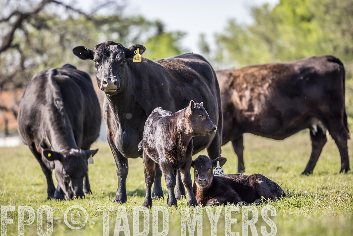 TMyers_44Farms_Cameron_March2021-4325