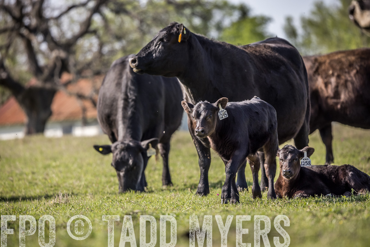 TMyers_44Farms_Cameron_March2021-4327
