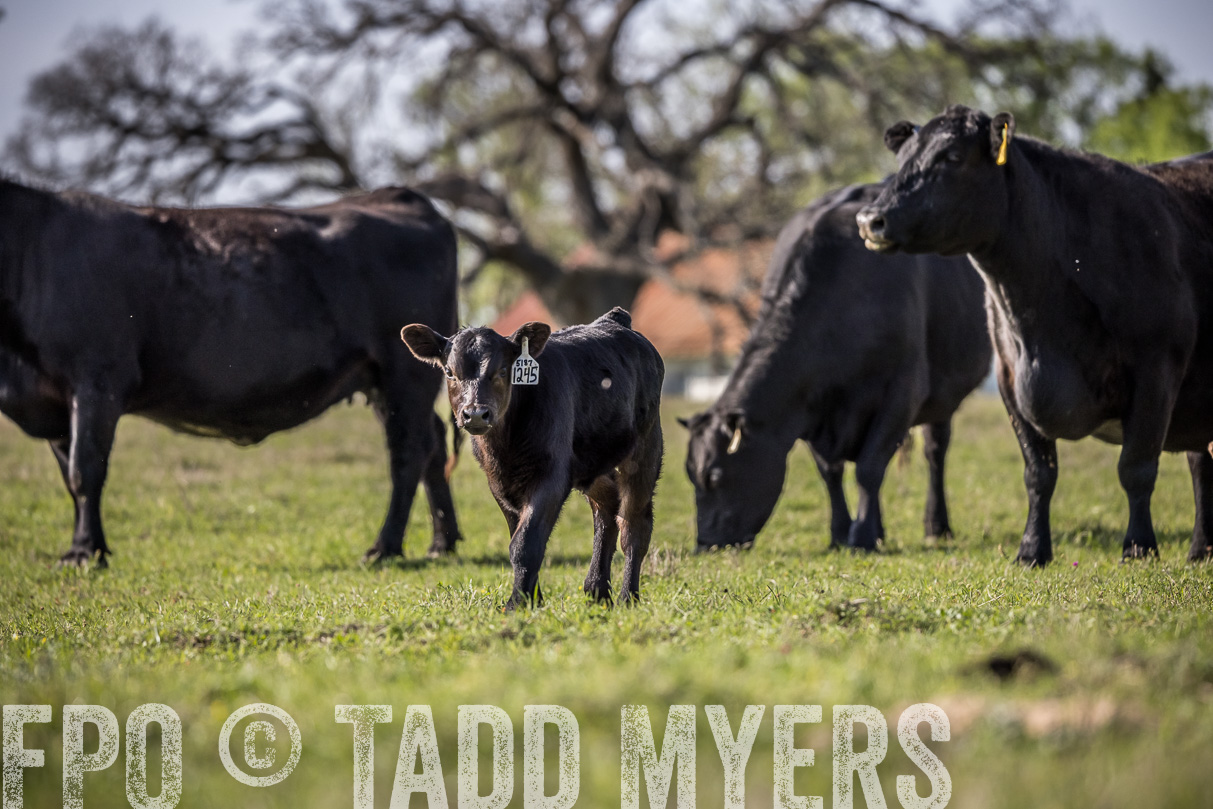 TMyers_44Farms_Cameron_March2021-4335