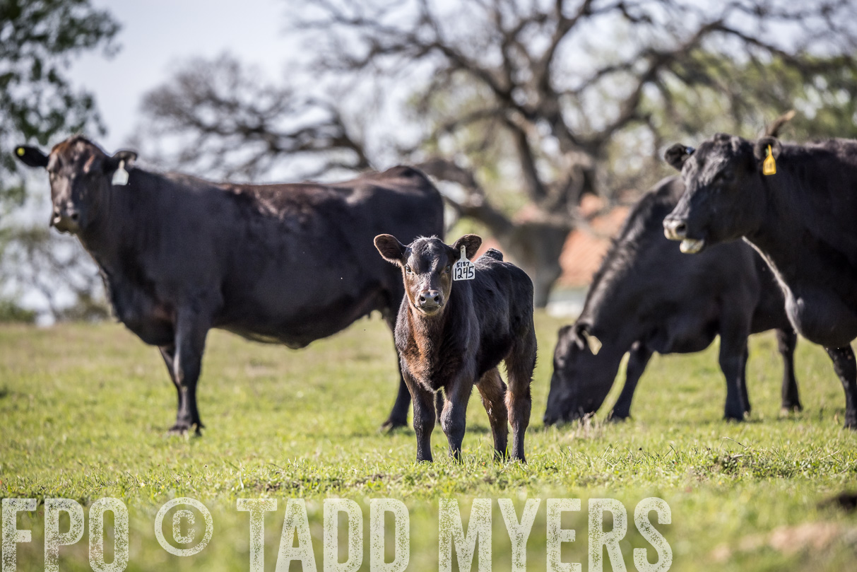 TMyers_44Farms_Cameron_March2021-4336