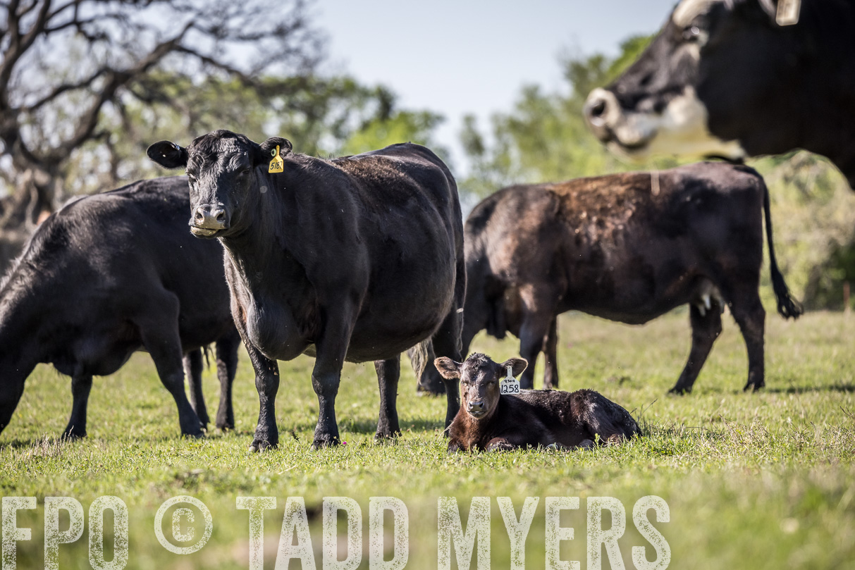 TMyers_44Farms_Cameron_March2021-4338