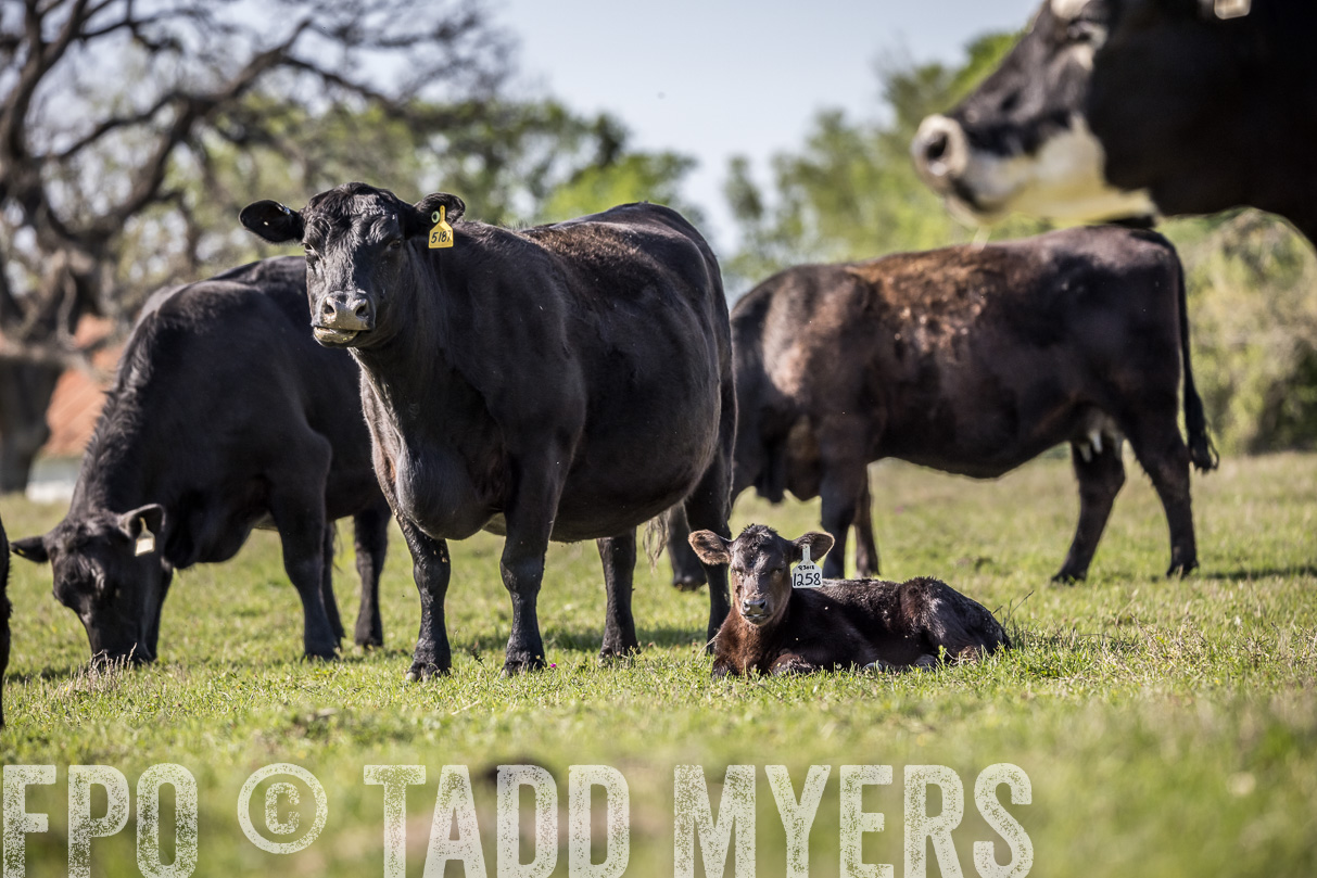 TMyers_44Farms_Cameron_March2021-4341