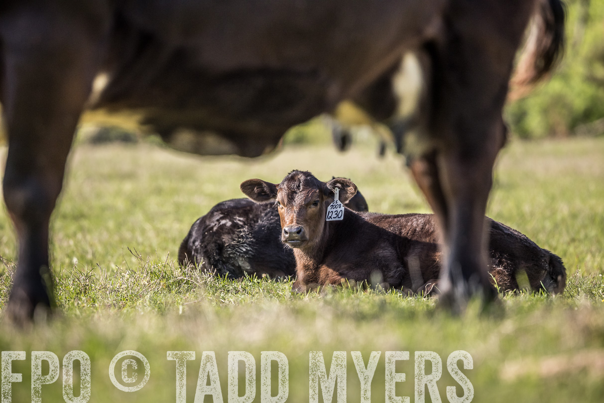 TMyers_44Farms_Cameron_March2021-4350