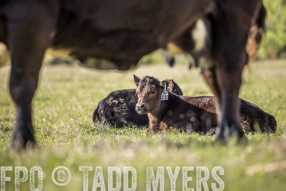 TMyers_44Farms_Cameron_March2021-4352