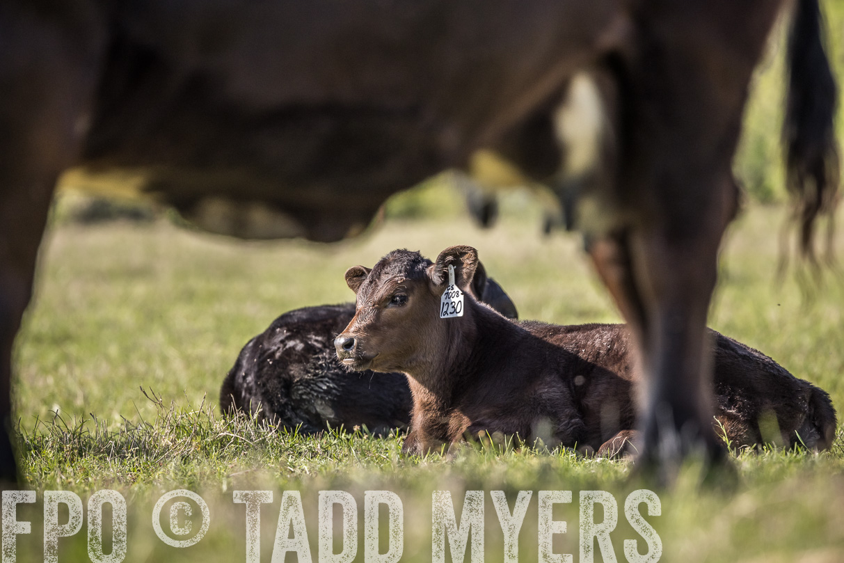 TMyers_44Farms_Cameron_March2021-4355