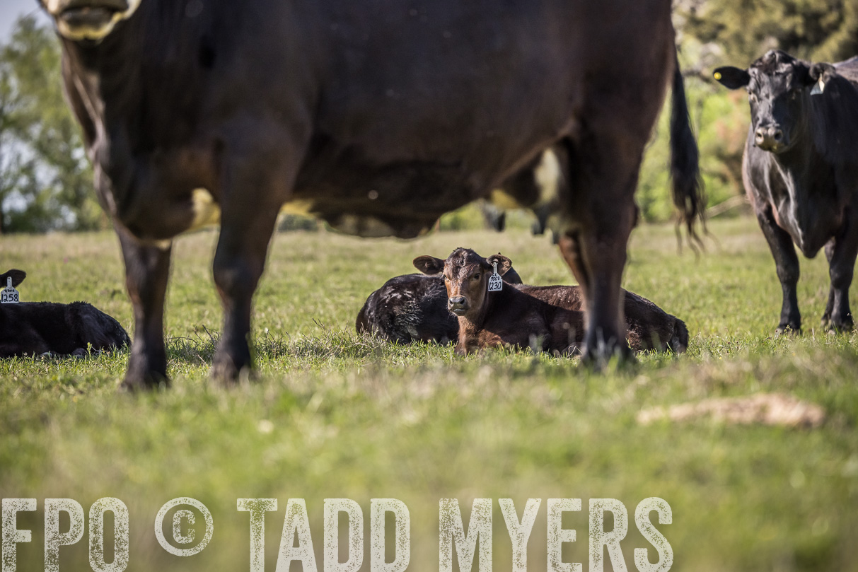 TMyers_44Farms_Cameron_March2021-4362