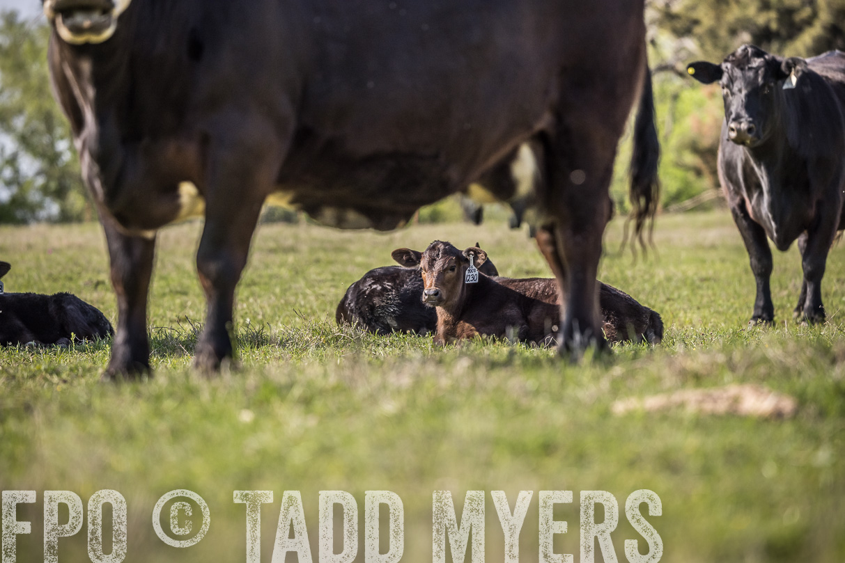 TMyers_44Farms_Cameron_March2021-4365