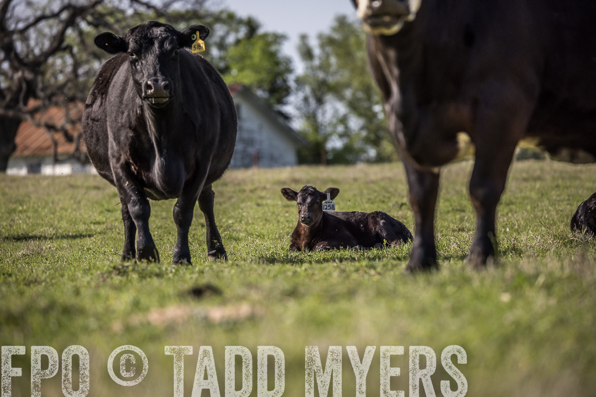 TMyers_44Farms_Cameron_March2021-4366