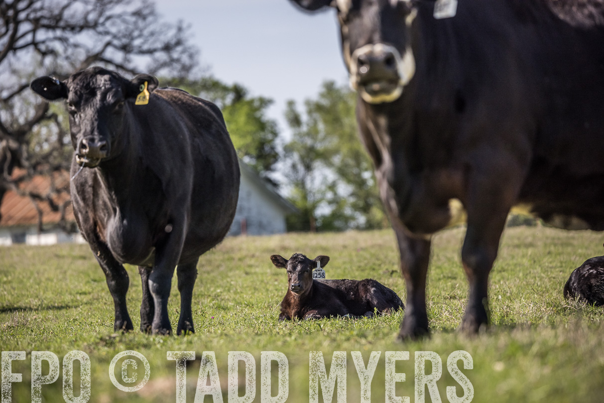 TMyers_44Farms_Cameron_March2021-4368