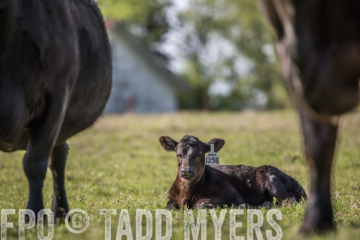 TMyers_44Farms_Cameron_March2021-4372