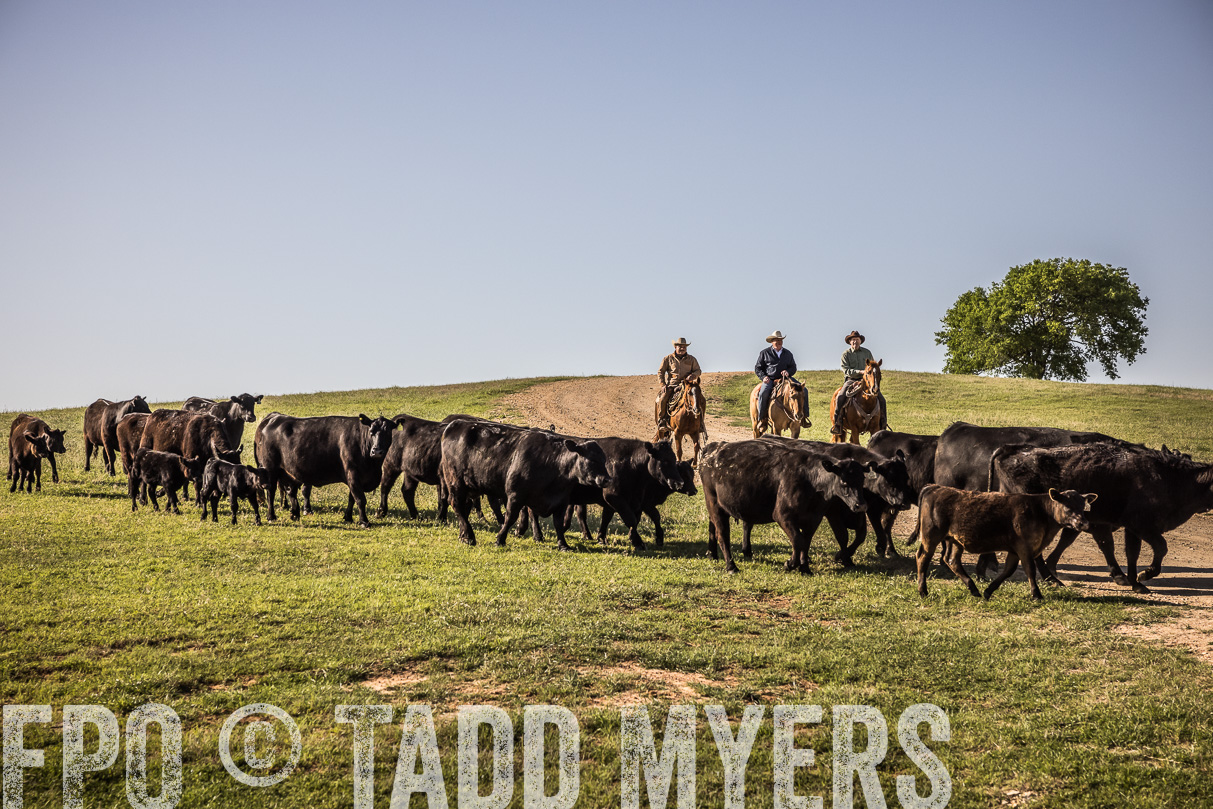 TMyers_44Farms_Cameron_March2021-5947