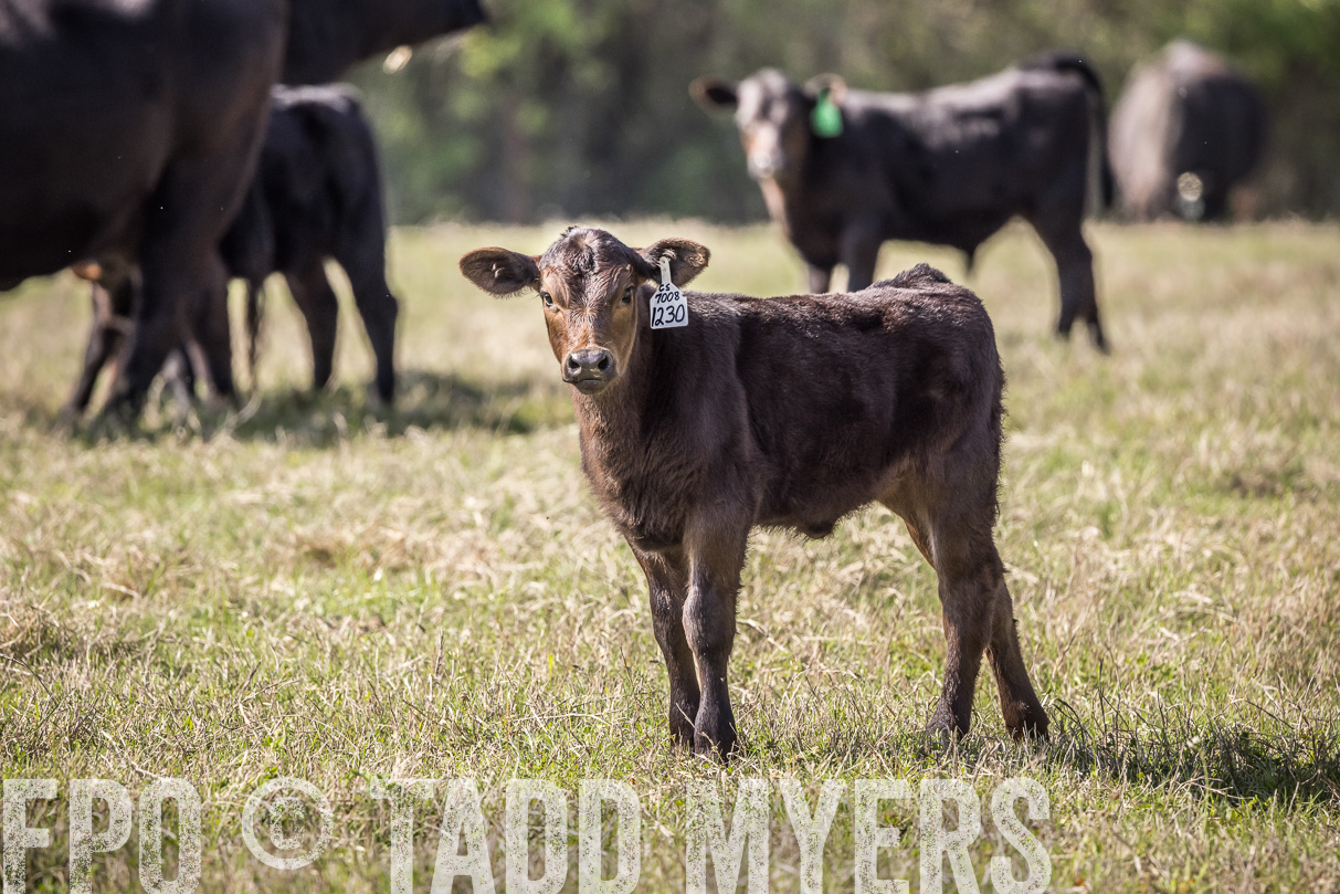 TMyers_44Farms_Cameron_March2021-4005