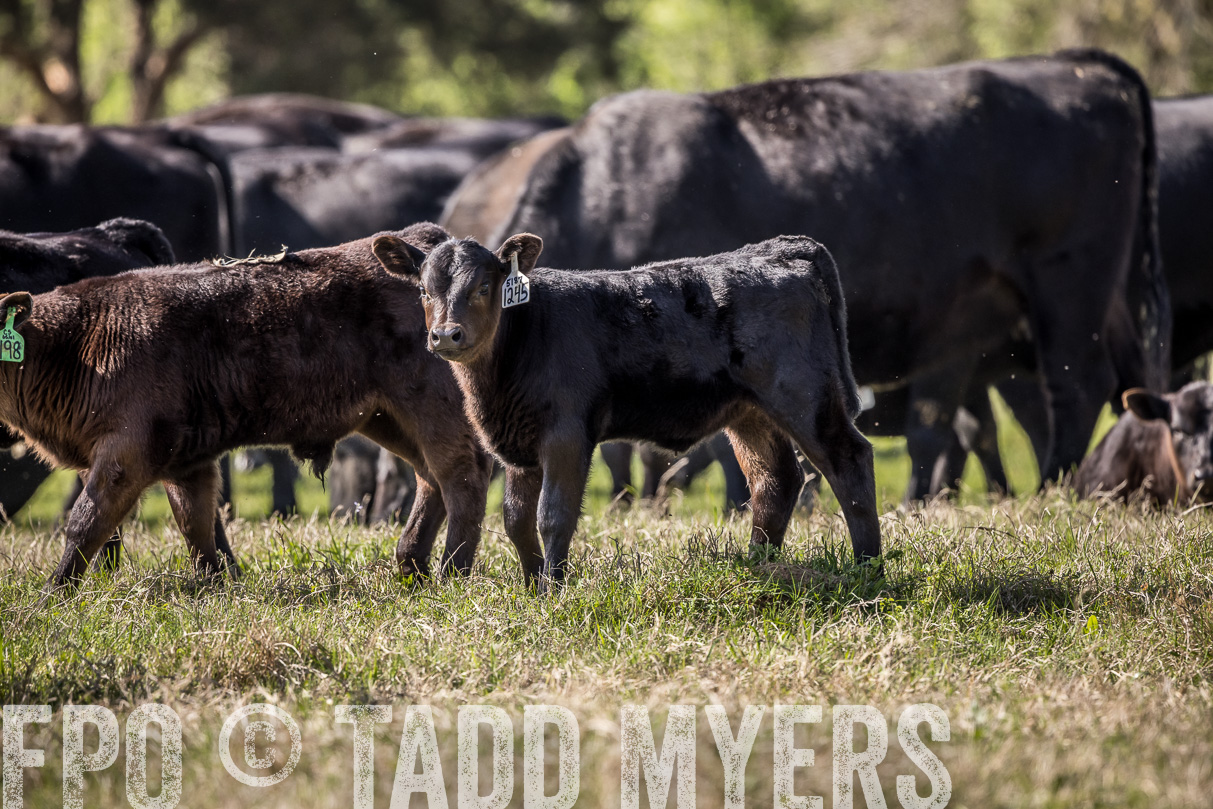 TMyers_44Farms_Cameron_March2021-4023
