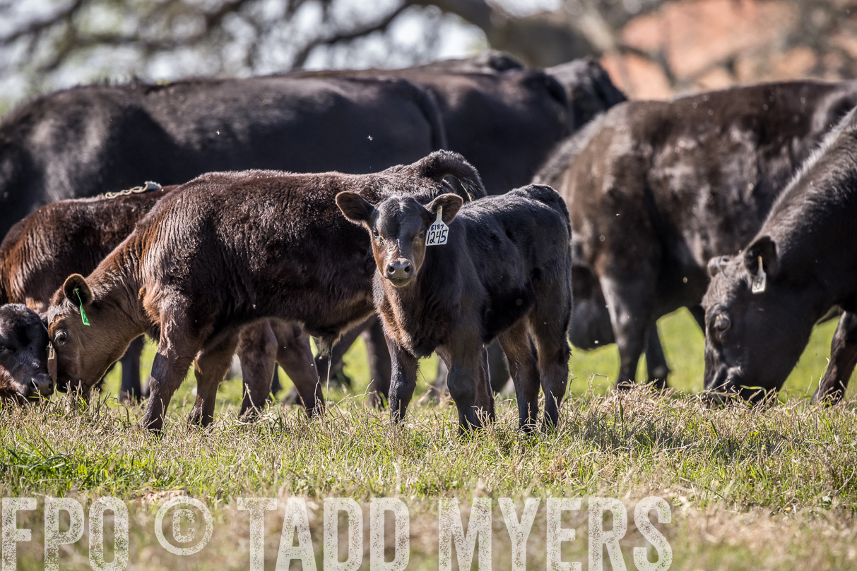 TMyers_44Farms_Cameron_March2021-4049