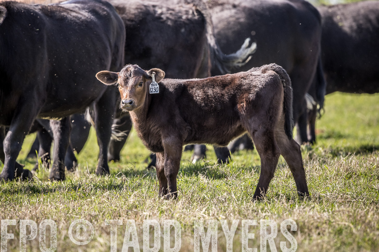 TMyers_44Farms_Cameron_March2021-4059