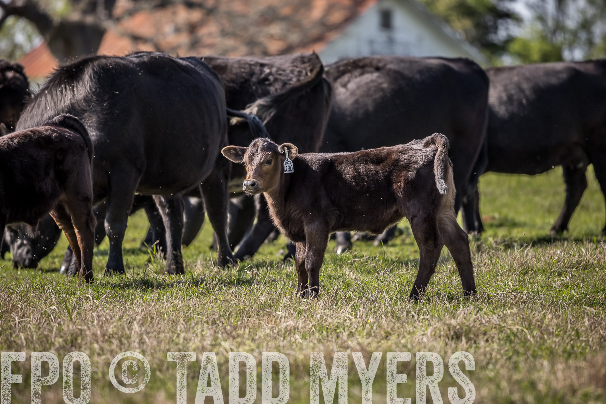 TMyers_44Farms_Cameron_March2021-4065
