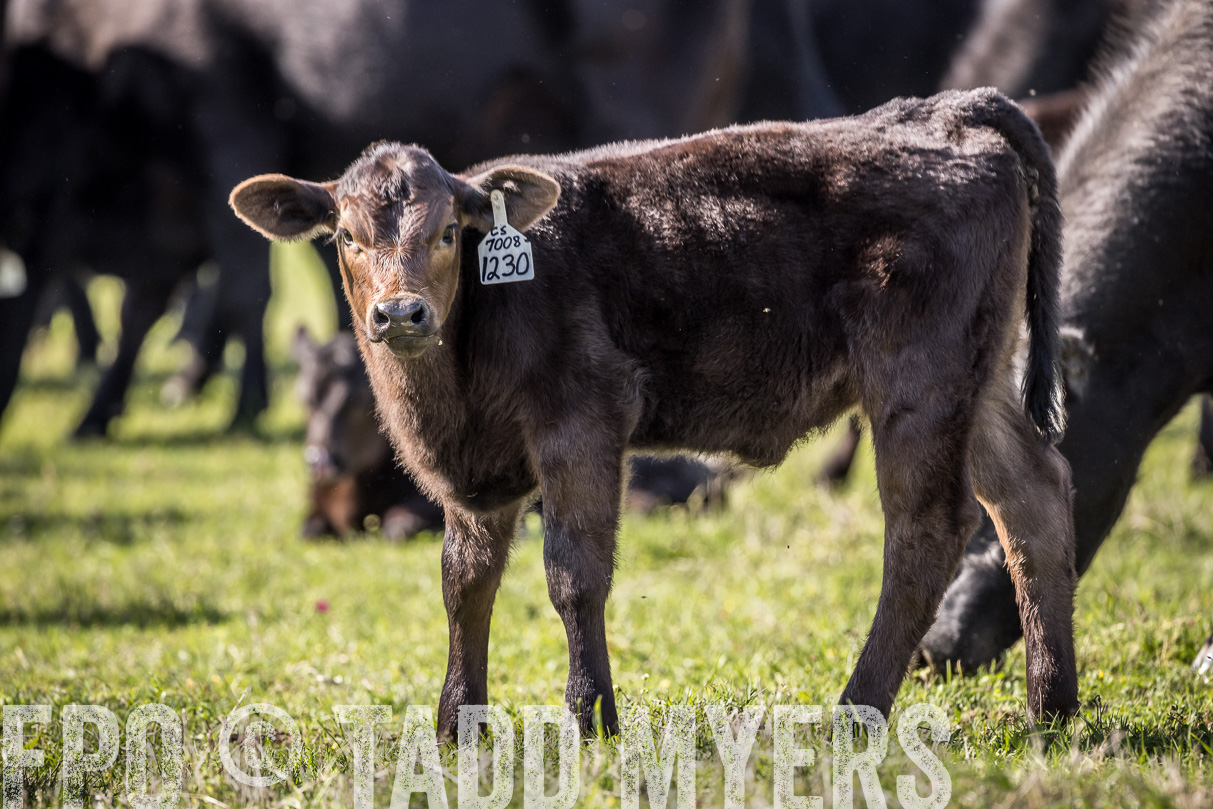 TMyers_44Farms_Cameron_March2021-4116