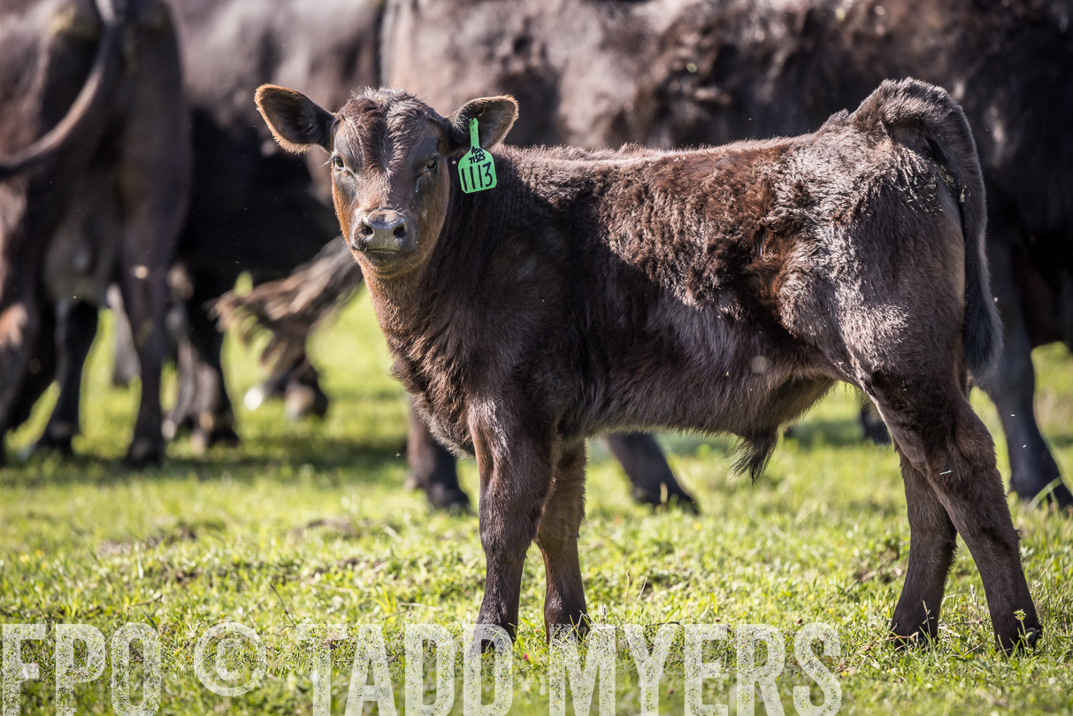TMyers_44Farms_Cameron_March2021-4128