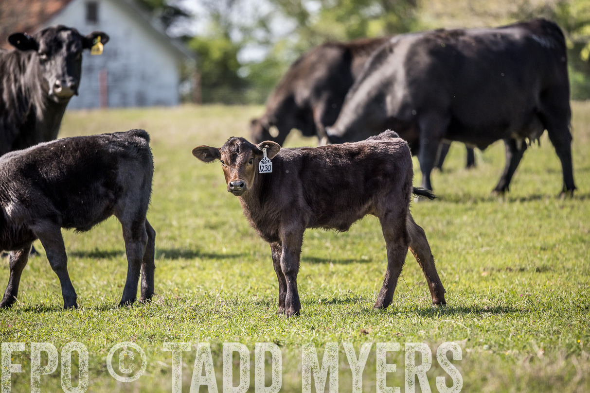TMyers_44Farms_Cameron_March2021-4182