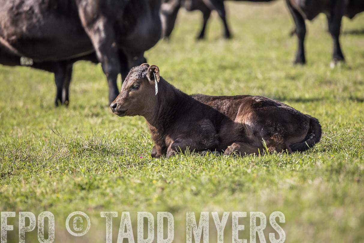 TMyers_44Farms_Cameron_March2021-4189