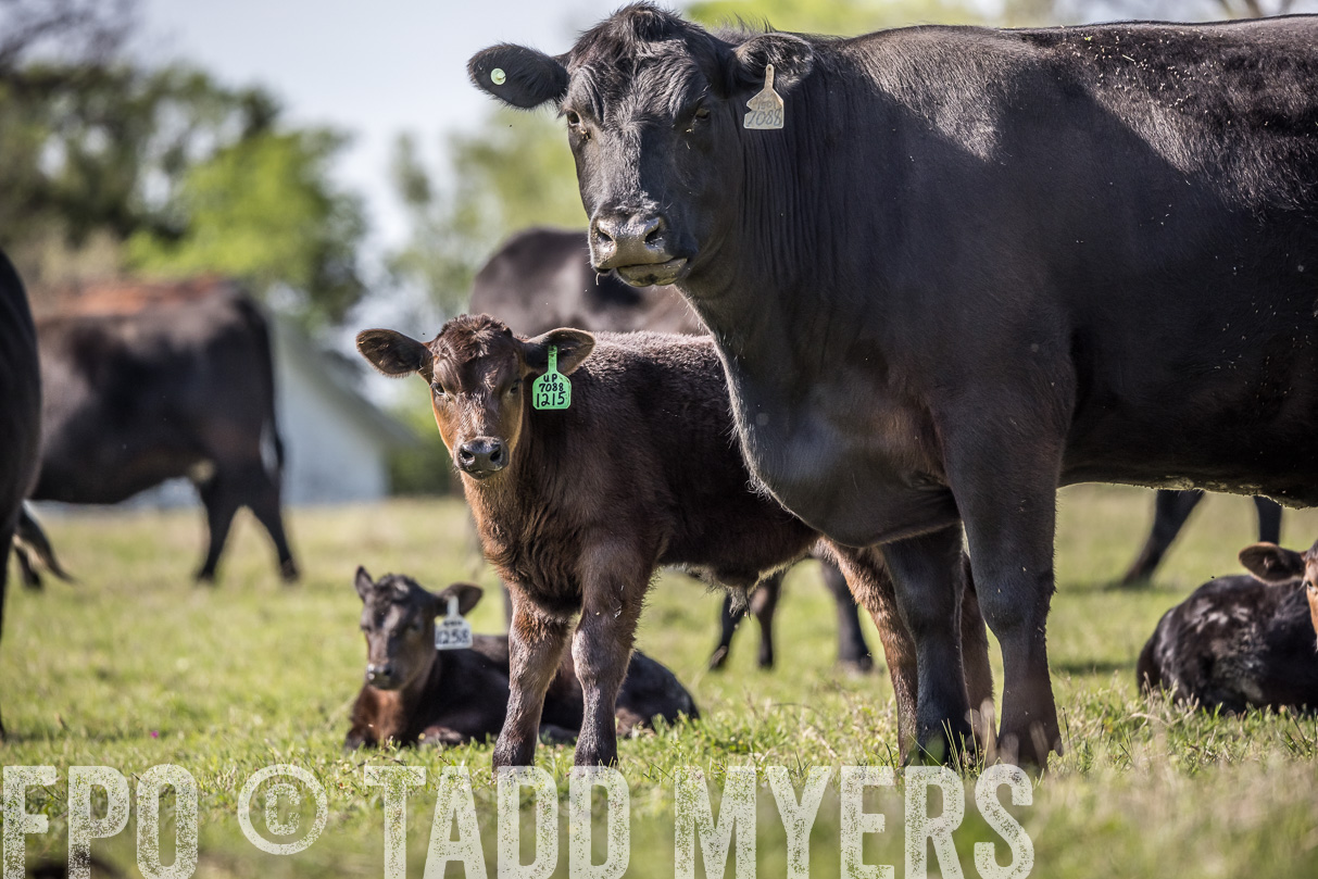 TMyers_44Farms_Cameron_March2021-4212