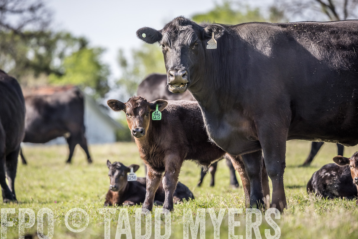 TMyers_44Farms_Cameron_March2021-4215