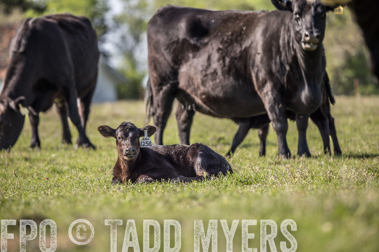 TMyers_44Farms_Cameron_March2021-4249