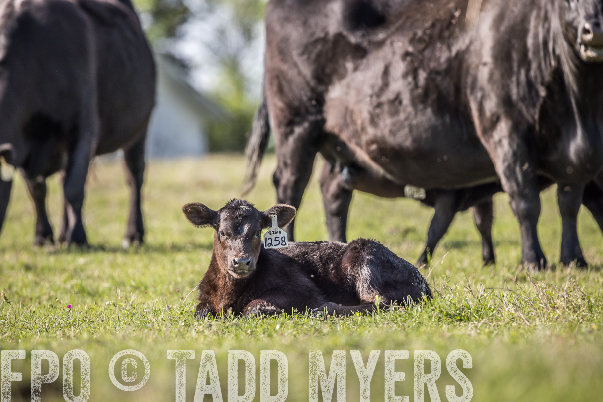 TMyers_44Farms_Cameron_March2021-4255