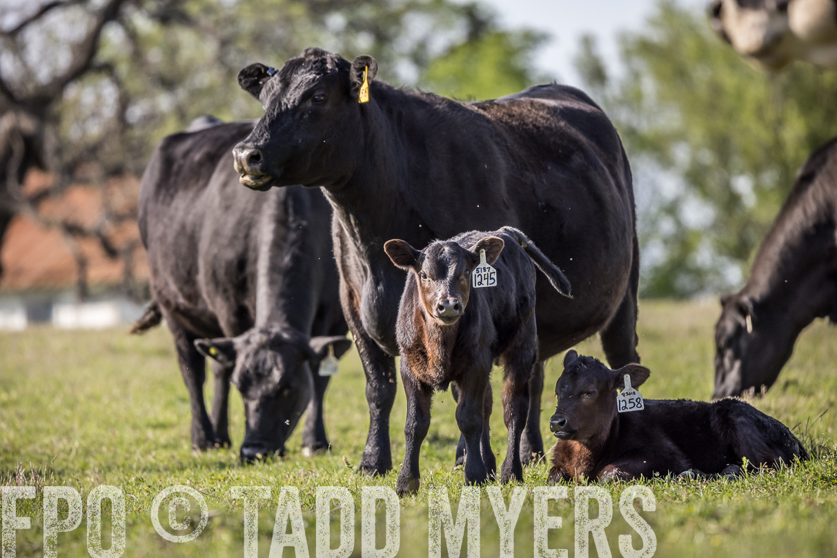 TMyers_44Farms_Cameron_March2021-4306