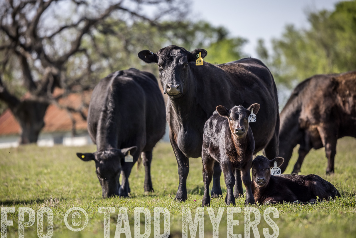 TMyers_44Farms_Cameron_March2021-4318