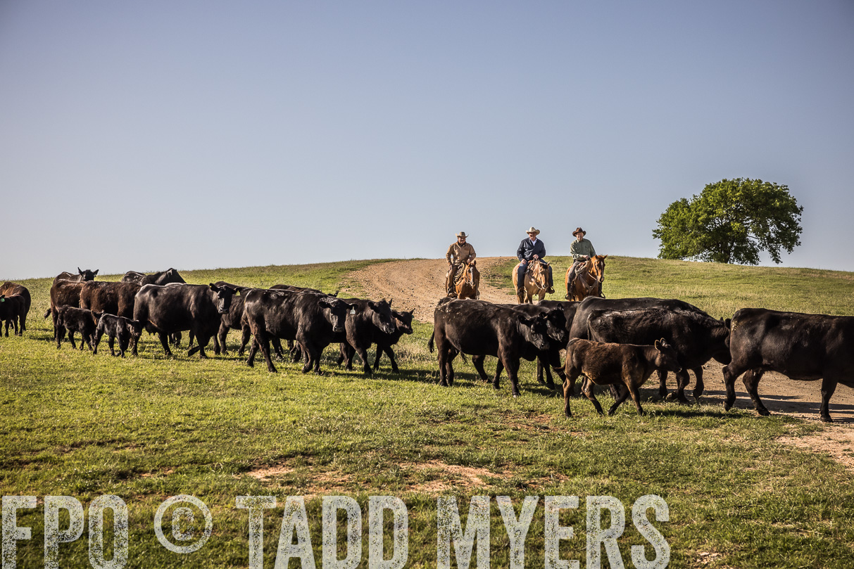 TMyers_44Farms_Cameron_March2021-5946