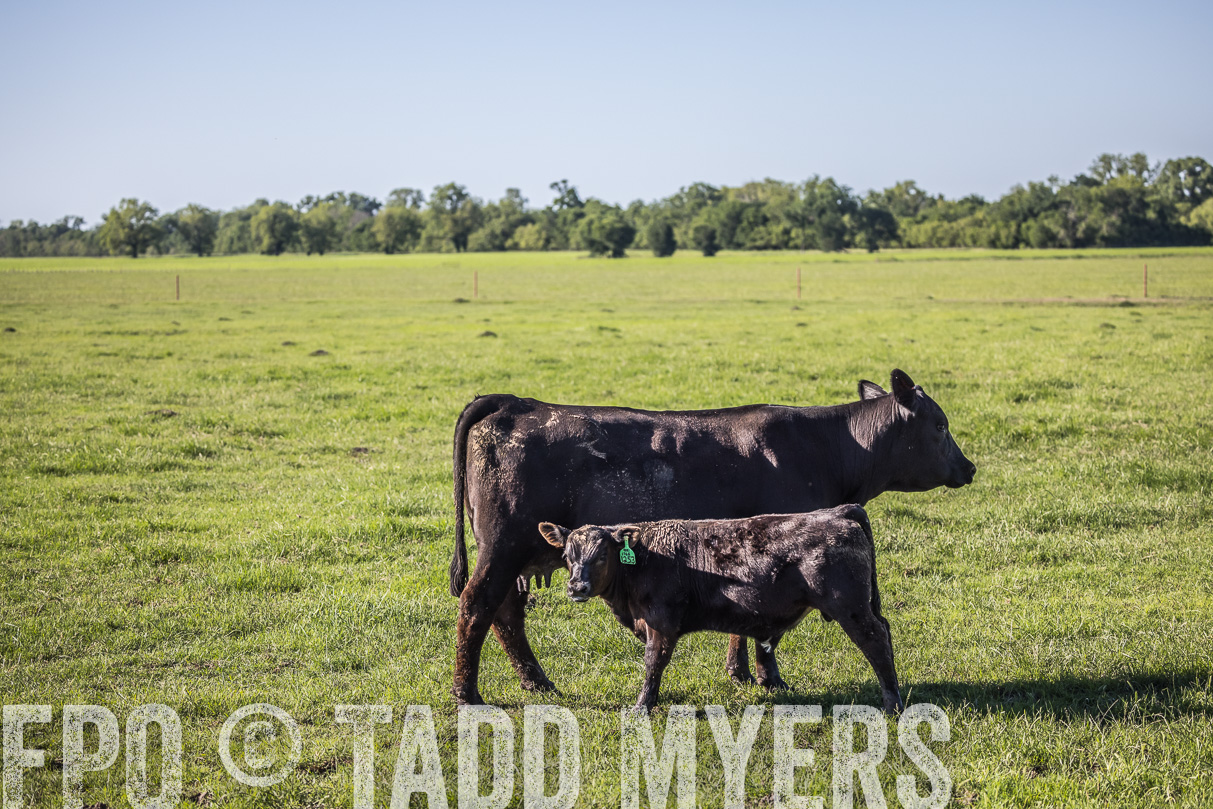 44Farms_CameronTX_OnlineSale_May2021-519542
