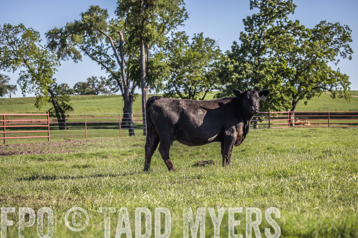 44Farms_CameronTX_OnlineSale_May2021-519547