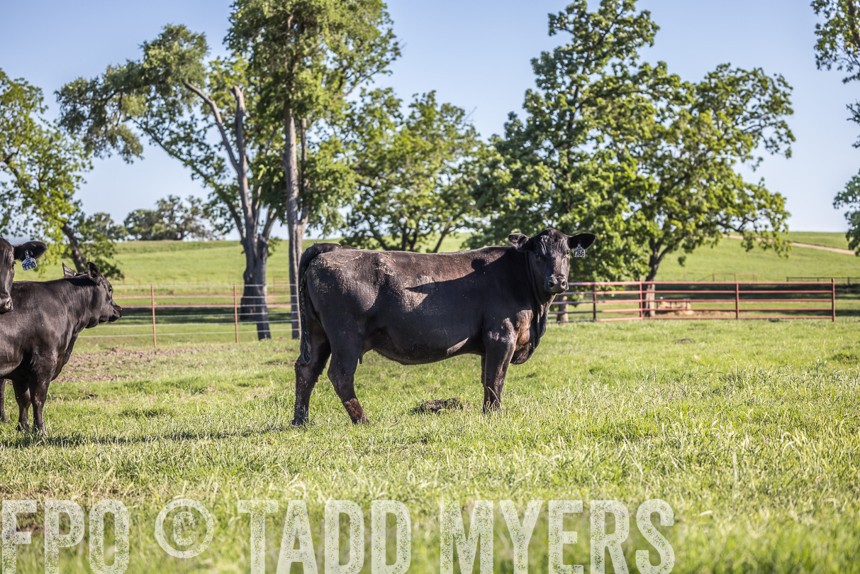 44Farms_CameronTX_OnlineSale_May2021-519549