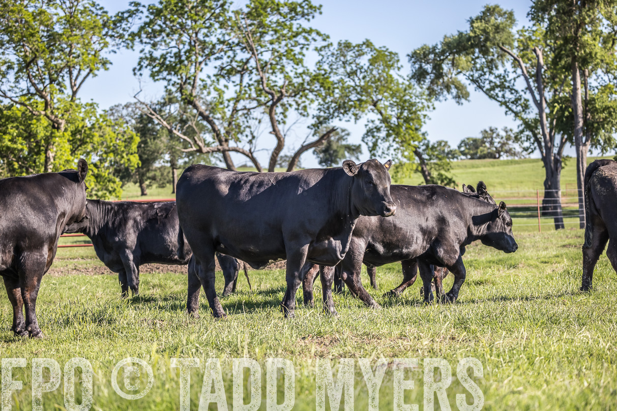 44Farms_CameronTX_OnlineSale_May2021-519554
