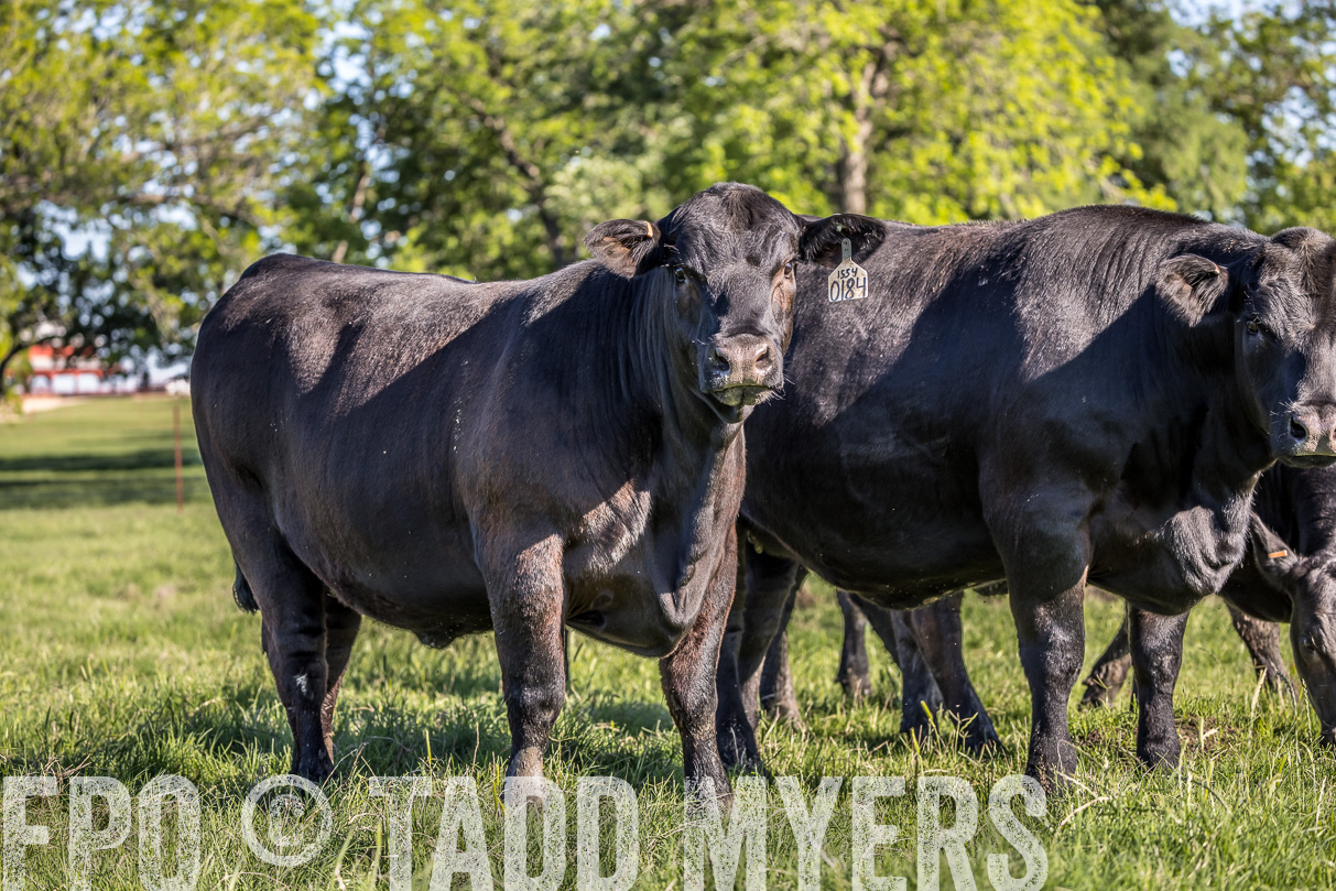 44Farms_CameronTX_OnlineSale_May2021-519559