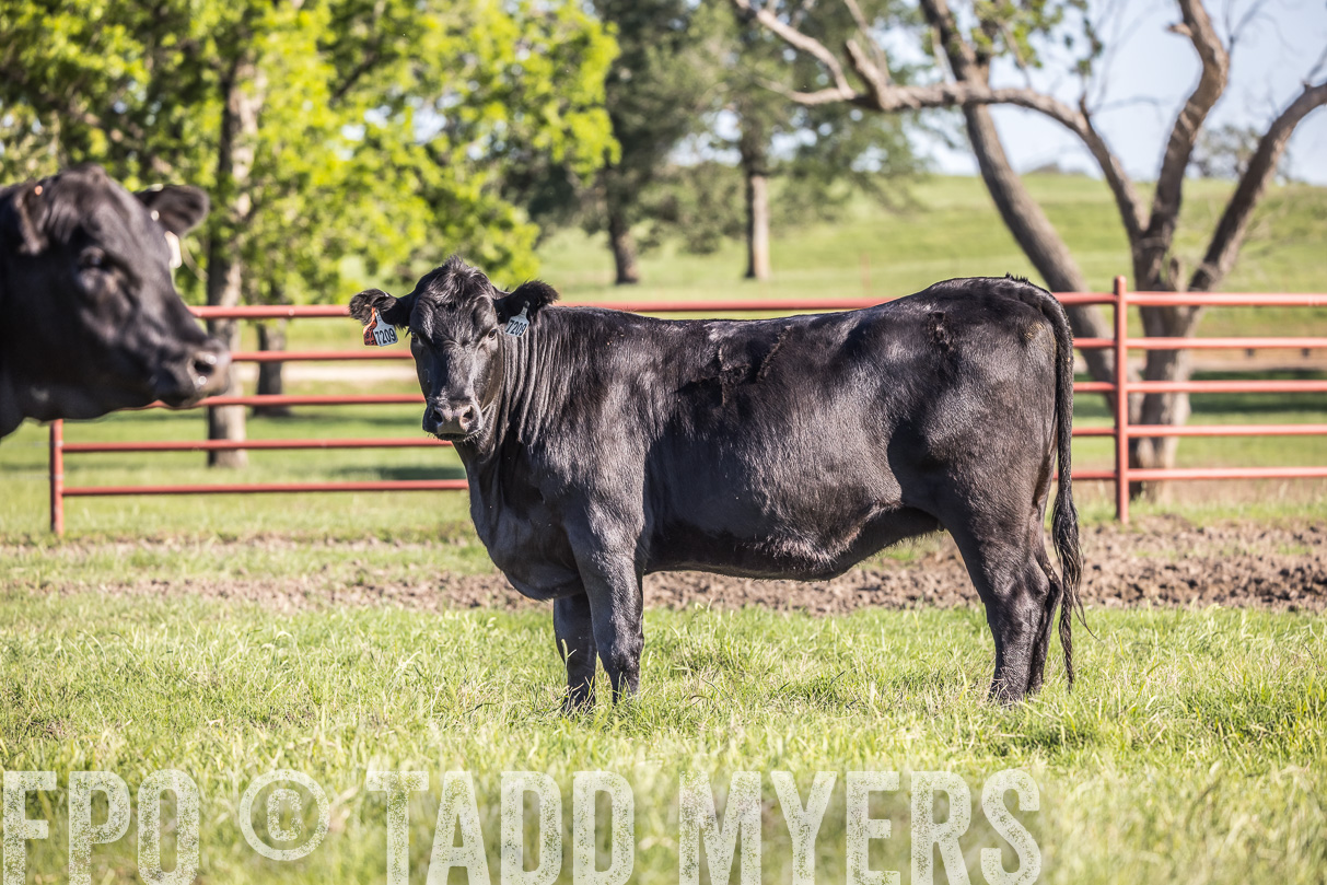 44Farms_CameronTX_OnlineSale_May2021-519563