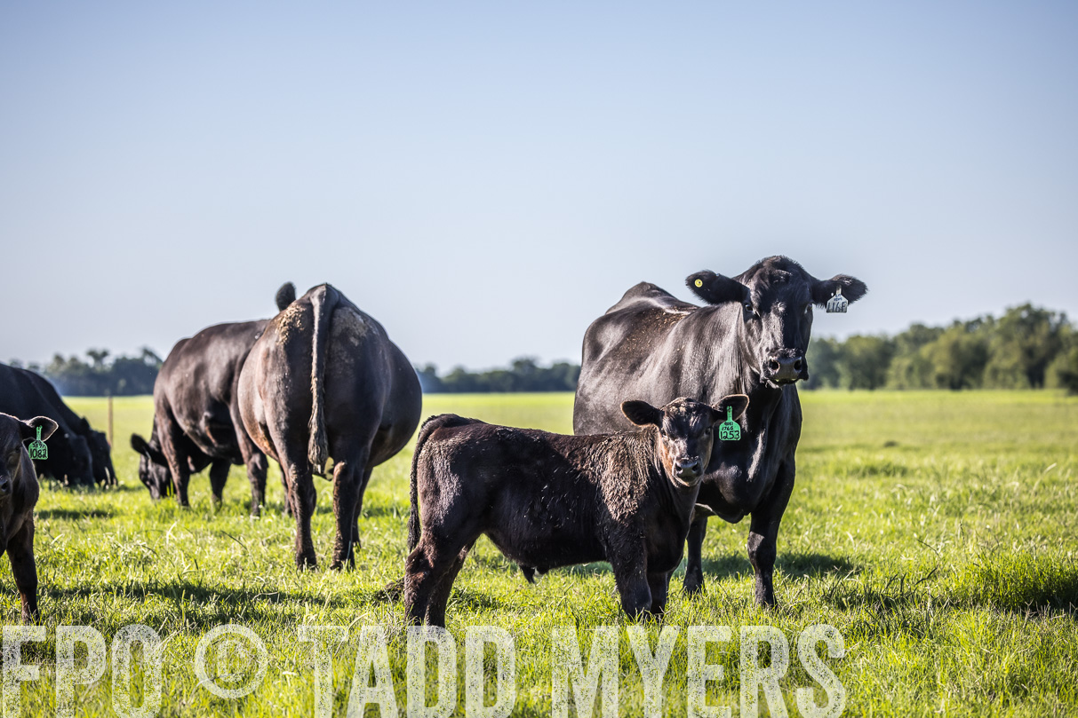44Farms_CameronTX_OnlineSale_May2021-519570
