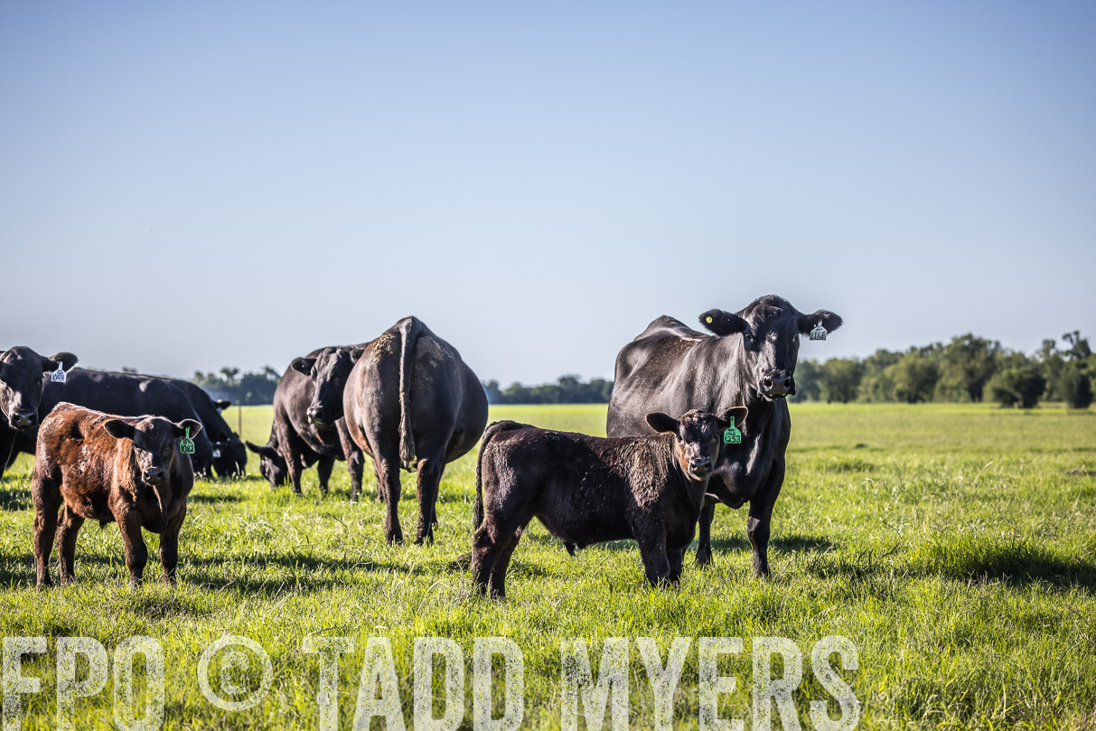 44Farms_CameronTX_OnlineSale_May2021-519571