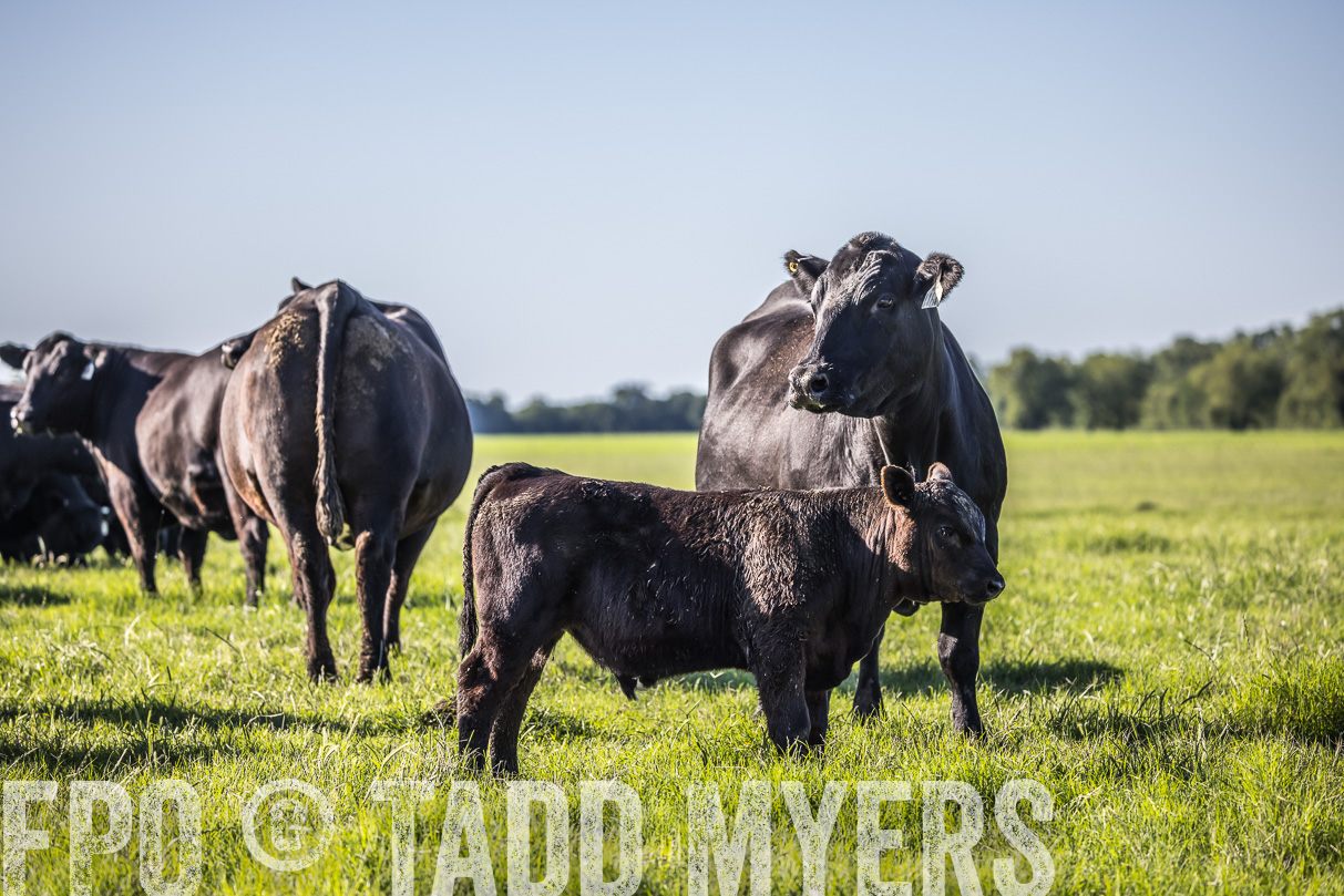 44Farms_CameronTX_OnlineSale_May2021-519573