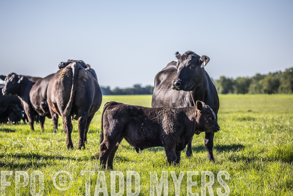 44Farms_CameronTX_OnlineSale_May2021-519574