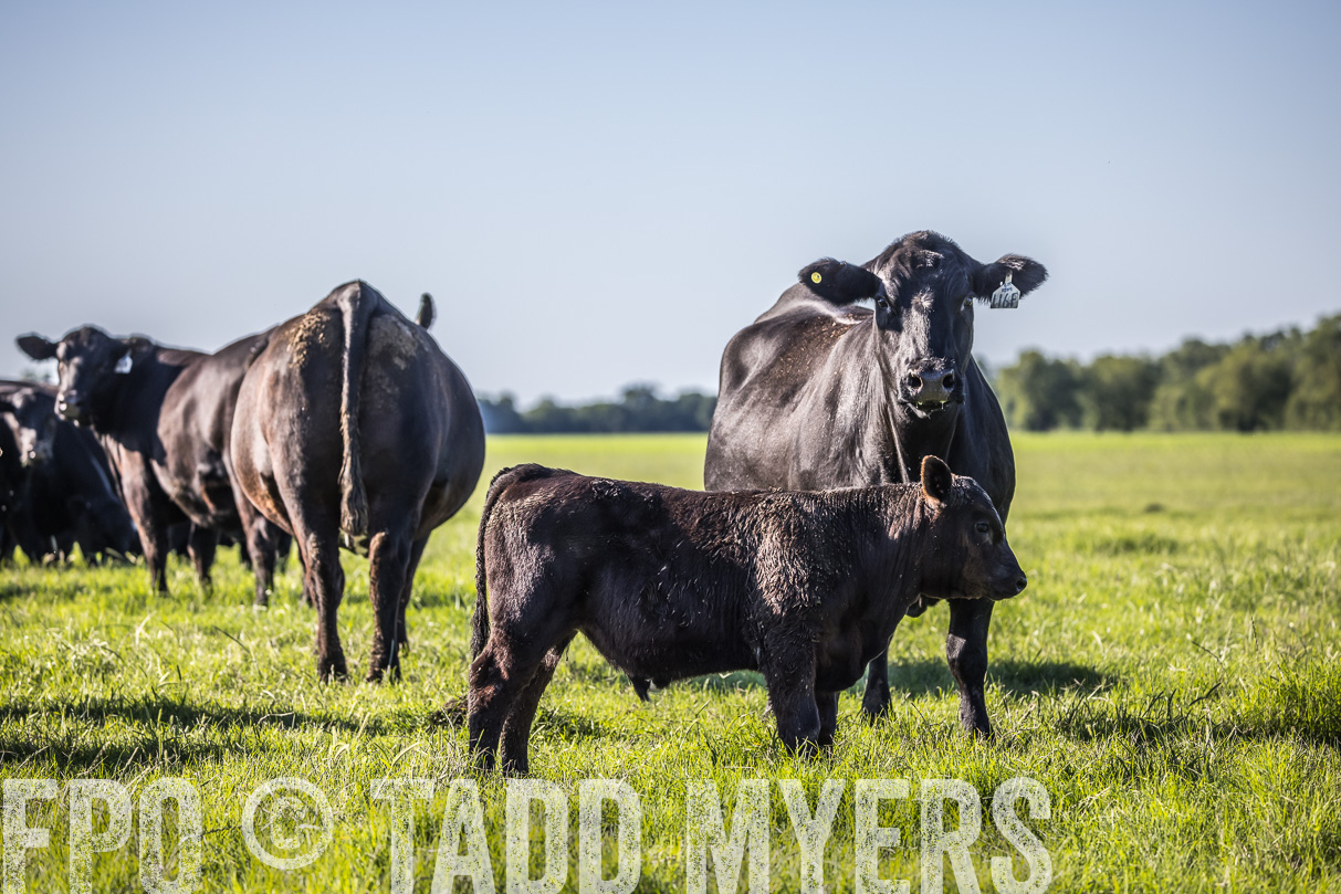 44Farms_CameronTX_OnlineSale_May2021-519576