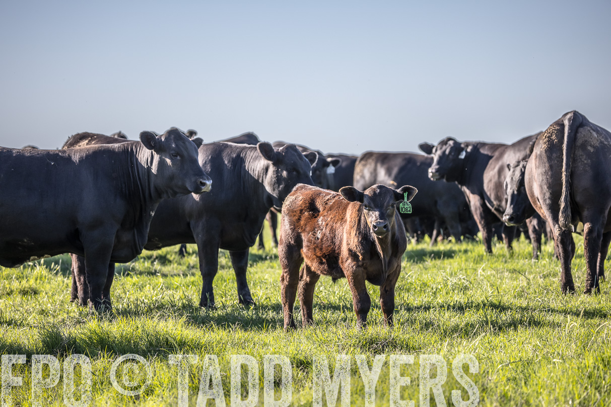 44Farms_CameronTX_OnlineSale_May2021-519577