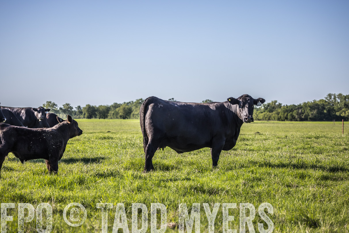 44Farms_CameronTX_OnlineSale_May2021-519581
