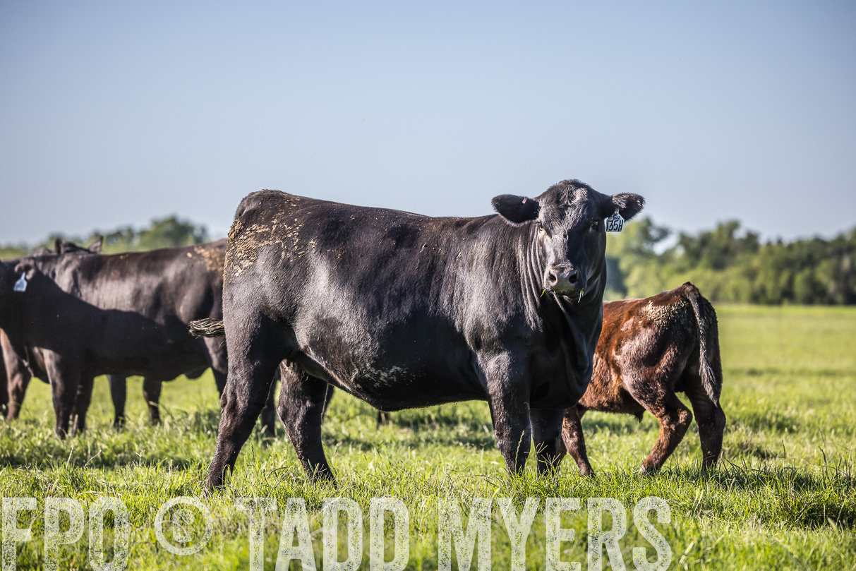 44Farms_CameronTX_OnlineSale_May2021-519588